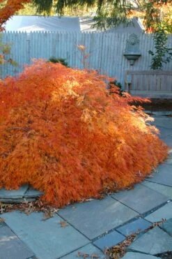 Edgewood's Golden Japanese Maple - 3 Gallon Pot