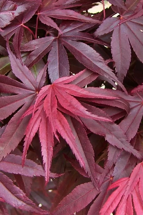 Emperor 1 Japanese Maple - 5 Gallon Pot (6-7') - Image 6