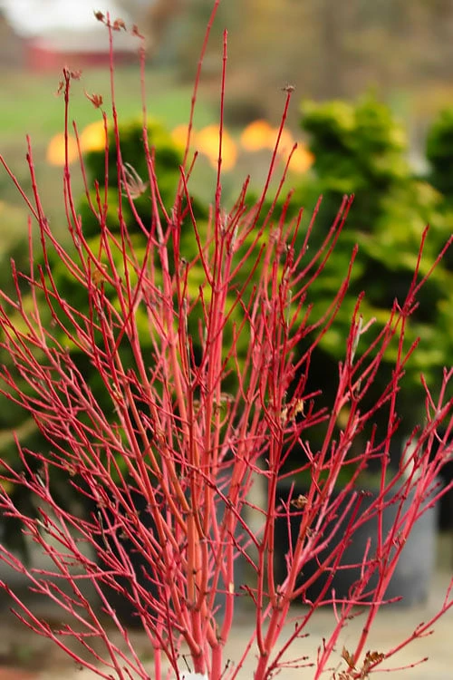 Corvallis Broom Dwarf Coral Bark Japanese Maple - 3 Gallon Pot - Image 4