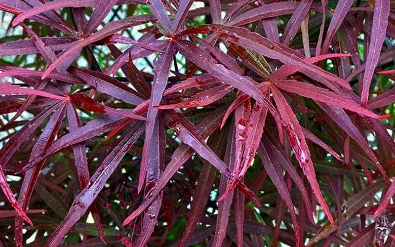 Ribbon Leaf Japanese Maple (Acer Palmatum 'Atrolineare') - 3 Gallon Pot - Image 5