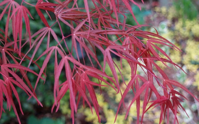 Ribbon Leaf Japanese Maple (Acer Palmatum 'Atrolineare') - 3 Gallon Pot - Image 8