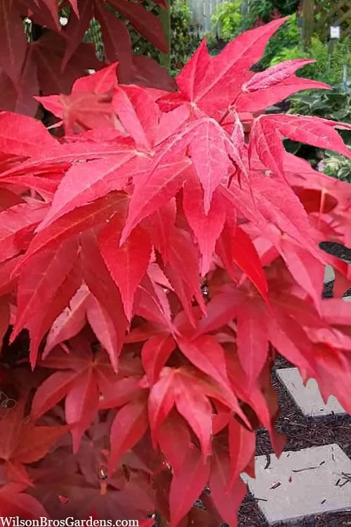Gable's Glory Chameleon Japanese Maple - 1 Gallon Pot - Image 6