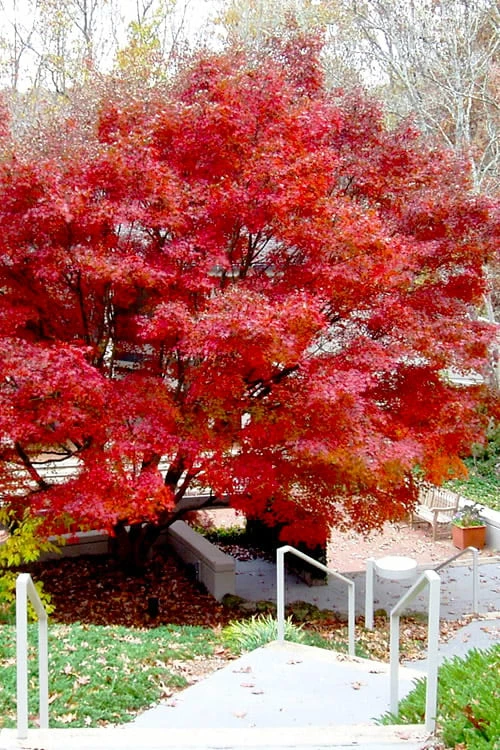 Glowing Embers Japanese Maple - 7 Gallon Pot (5-6')