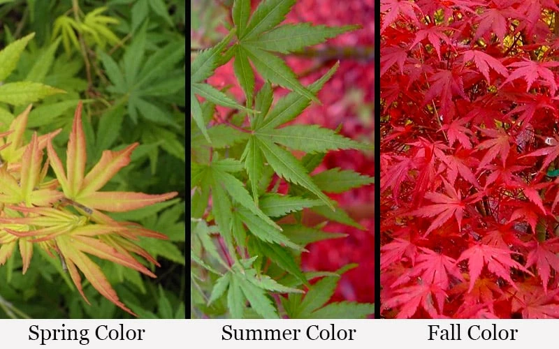 Glowing Embers Japanese Maple - 7 Gallon Pot (5-6') - Image 4