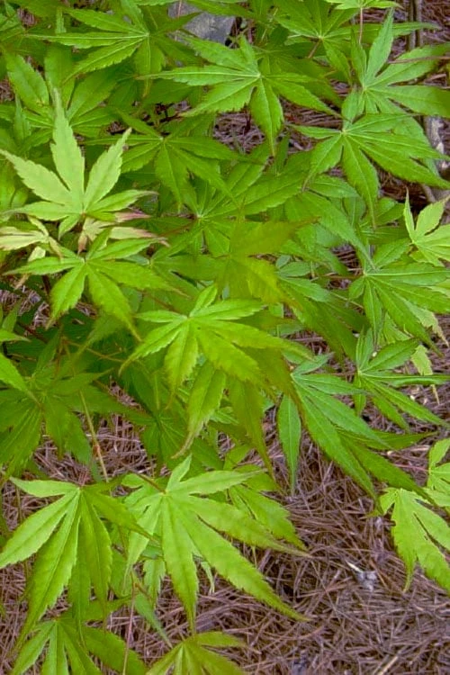 Glowing Embers Japanese Maple - 7 Gallon Pot (5-6') - Image 6