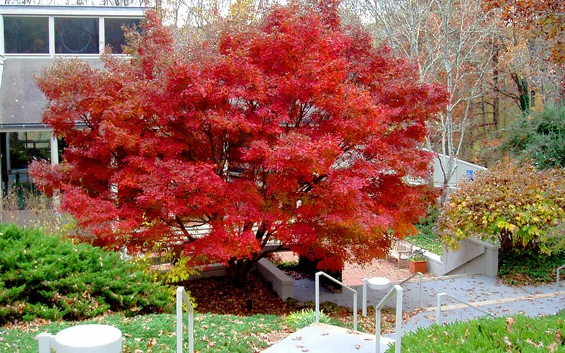Glowing Embers Japanese Maple - 7 Gallon Pot (5-6') - Image 9