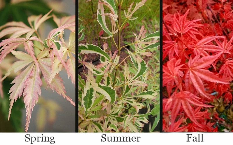 Hana Tsukasa Japanese Maple - 3 Gallon Pot (2-3') - Image 4