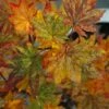 Kumoi Nishiki Japanese Full Moon Maple - 3 Gallon Pot