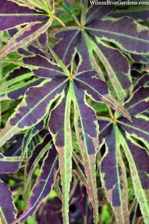Manyo No Sato Purple Leaf Japanese Maple - 3 Gallon Pot (2-3') - Image 5