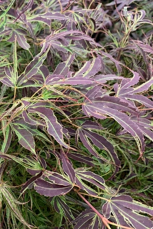 Manyo No Sato Purple Leaf Japanese Maple - 3 Gallon Pot (2-3')