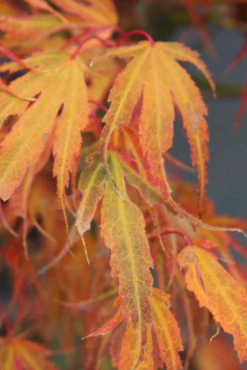 Manyo No Sato Purple Leaf Japanese Maple - 3 Gallon Pot (2-3') - Image 6