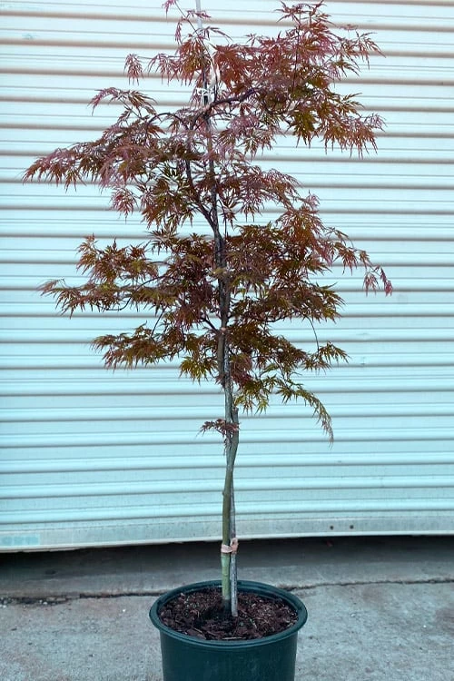 'Orangeola' Weeping Japanese Maple - Spiral Trunk - 3 Gallon Pot - Image 4