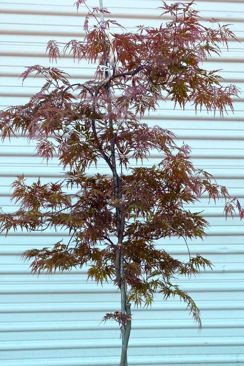 'Orangeola' Weeping Japanese Maple - Spiral Trunk - 3 Gallon Pot - Image 6