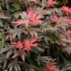 Orion Dwarf Red Japanese Maple - 5 Gallon Pot