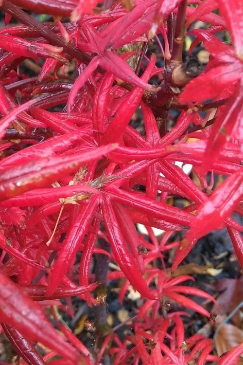Peve's Starfish Japanese Maple - 7 Gallon Pot (7-8' HT) - Image 8