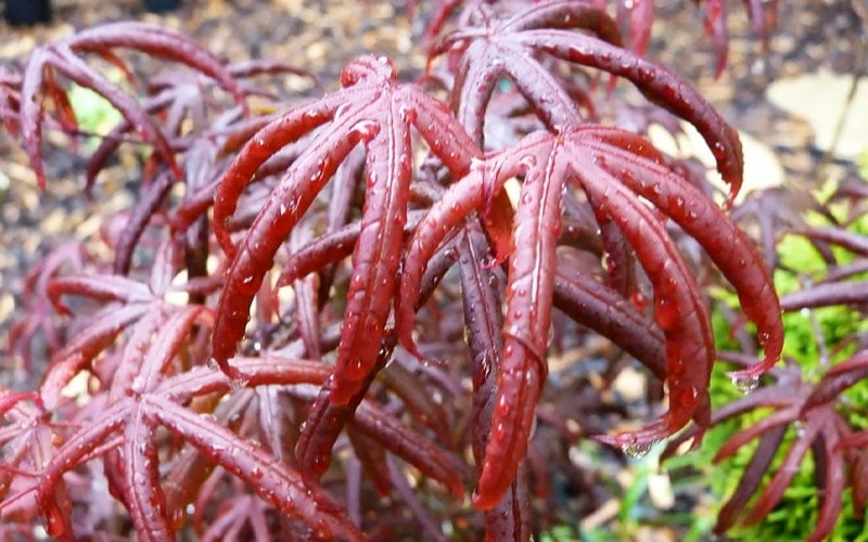 Peve's Starfish Japanese Maple - 7 Gallon Pot (7-8' HT) - Image 10