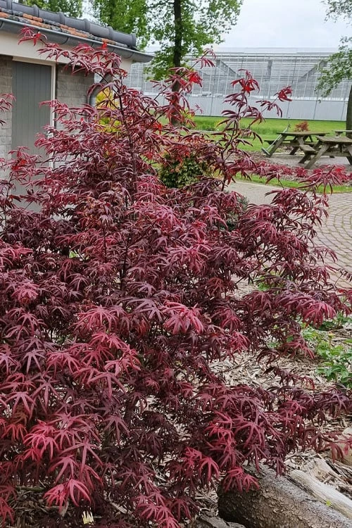 Peve's Starfish Japanese Maple - 7 Gallon Pot (7-8' HT) - Image 4