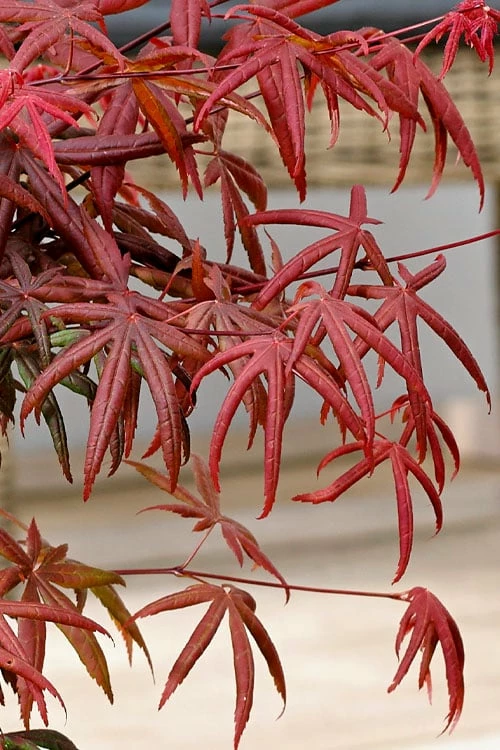 Peve's Starfish Japanese Maple - 7 Gallon Pot (7-8' HT) - Image 11