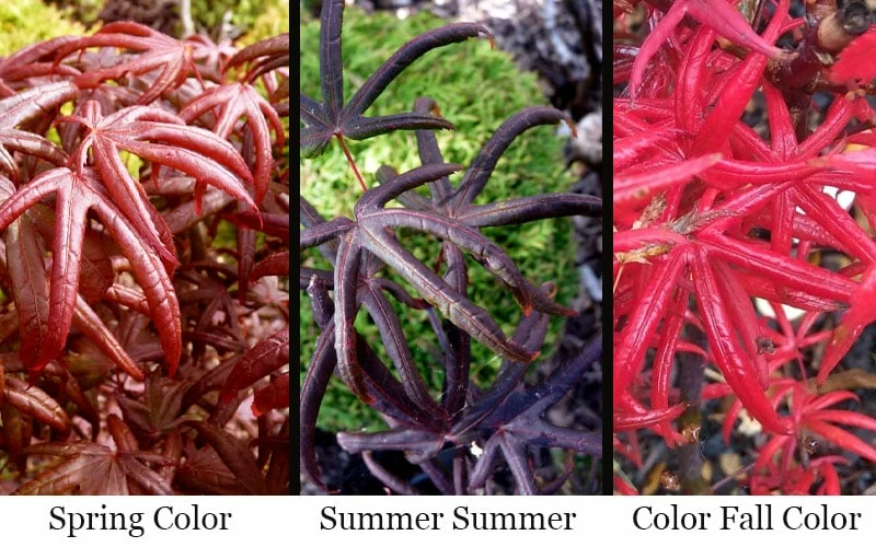 Peve's Starfish Japanese Maple - 7 Gallon Pot (7-8' HT) - Image 5