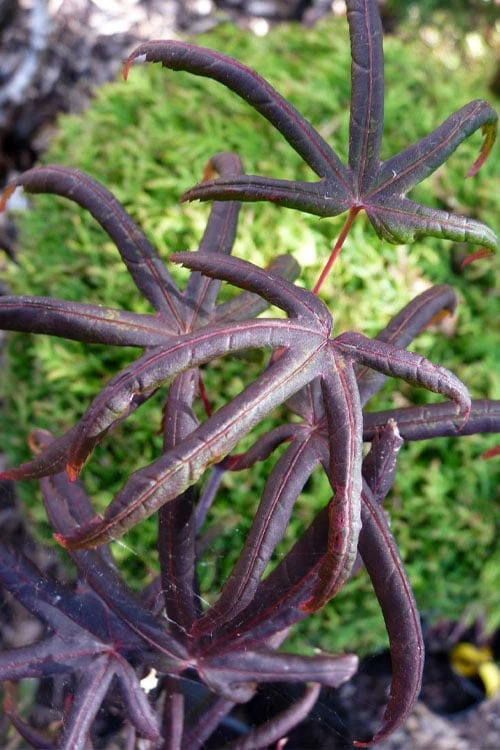 Peve's Starfish Japanese Maple - 7 Gallon Pot (7-8' HT) - Image 7