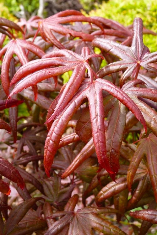 Peve's Starfish Japanese Maple - 7 Gallon Pot (7-8' HT) - Image 6