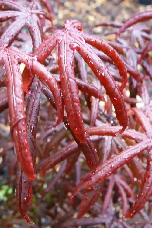 Peve's Starfish Japanese Maple - 7 Gallon Pot (7-8' HT) - Image 9
