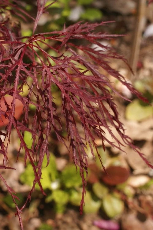 Red Filigree Lace Weeping Japanese Maple - 2 Gallon Pot - Image 6