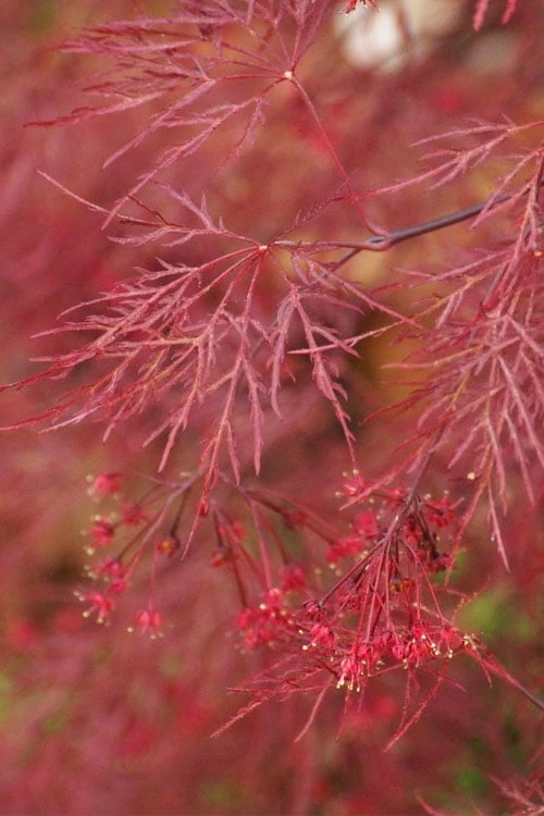 Red Filigree Lace Weeping Japanese Maple - 2 Gallon Pot - Image 5
