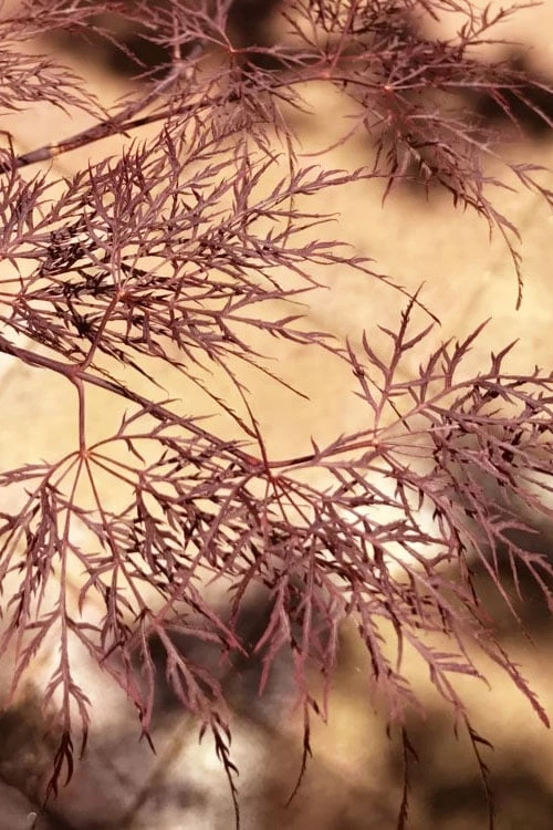 Red Filigree Lace Weeping Japanese Maple - 2 Gallon Pot - Image 7