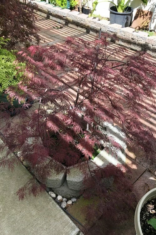 Red Filigree Lace Weeping Japanese Maple - 2 Gallon Pot - Image 8