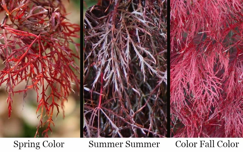 Red Filigree Lace Weeping Japanese Maple - 2 Gallon Pot - Image 4