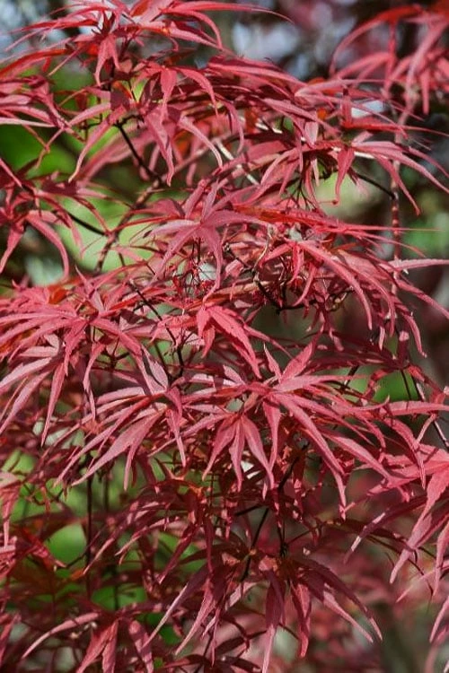 Red Pygmy Japanese Maple - 3 Gallon Pot - Image 6