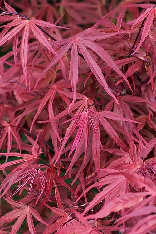 Red Pygmy Japanese Maple - 3 Gallon Pot - Image 5