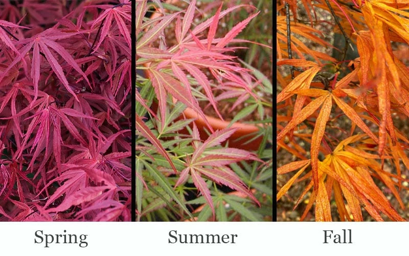 Red Pygmy Japanese Maple - 3 Gallon Pot - Image 4