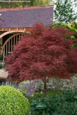 Red Pygmy Japanese Maple - 3 Gallon Pot