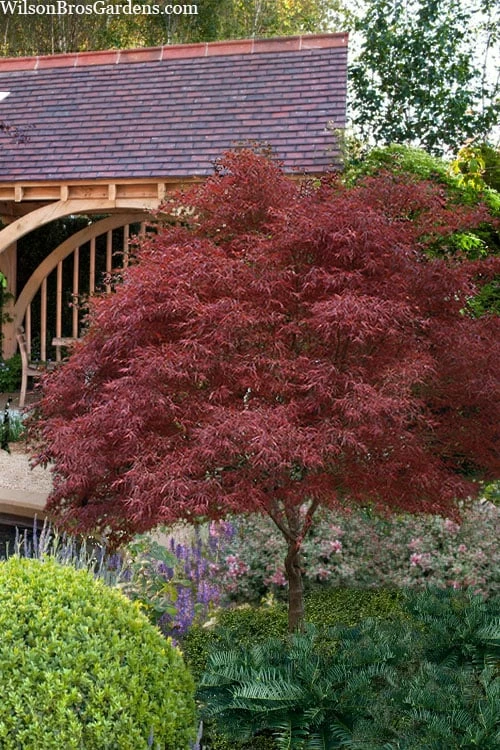 Red Pygmy Japanese Maple - 3 Gallon Pot