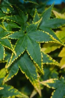 Sagara Nishiki Japanese Maple - 2 Gallon Pot