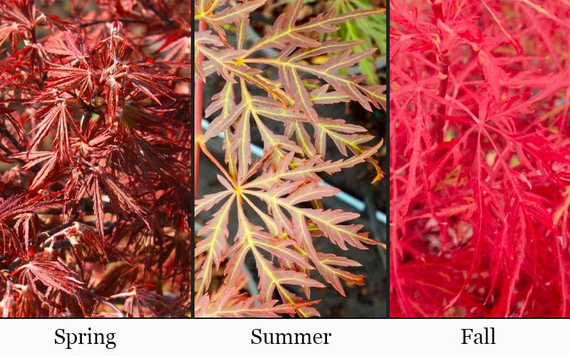 Scarlet Princess Dwarf Japanese Maple - 3 Gallon Pot - Image 4