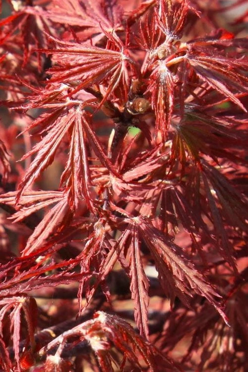 Scarlet Princess Dwarf Japanese Maple - 3 Gallon Pot - Image 5