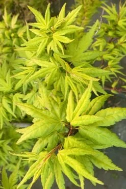 Seiun Kaku Japanese Maple - 3 Gallon Pot