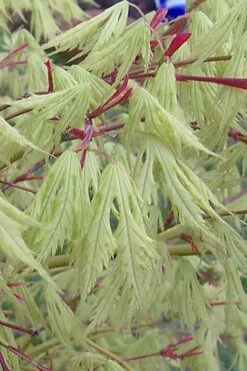 Sister Ghost Japanese Maple - 3 Gallon Pot (3-4')