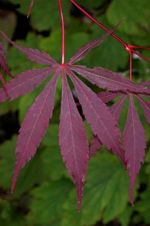 Suminagashi Red Leaf Japanese Maple - 5 Gallon Pot - Image 4