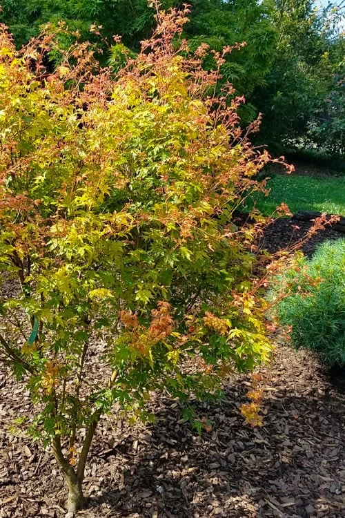 Twinkles Dwarf Coral Bark Japanese Maple - 3 Gallon Pot - Image 5