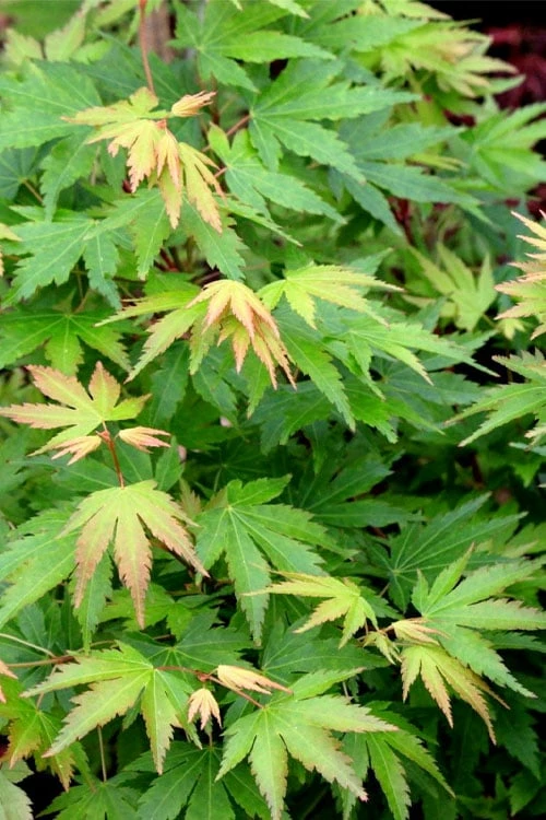 Twinkles Dwarf Coral Bark Japanese Maple - 3 Gallon Pot - Image 6