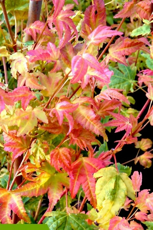 Twinkles Dwarf Coral Bark Japanese Maple - 3 Gallon Pot - Image 7