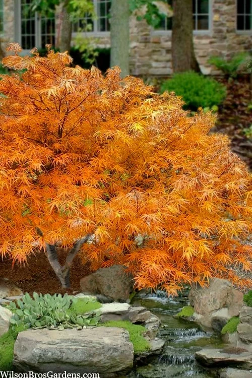 Villa Taranto Japanese Maple - 5 Gallon Pot