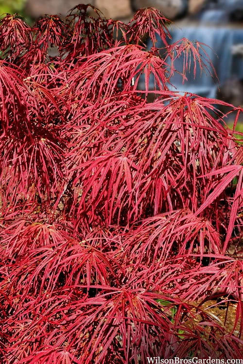 Villa Taranto Japanese Maple - 5 Gallon Pot - Image 8