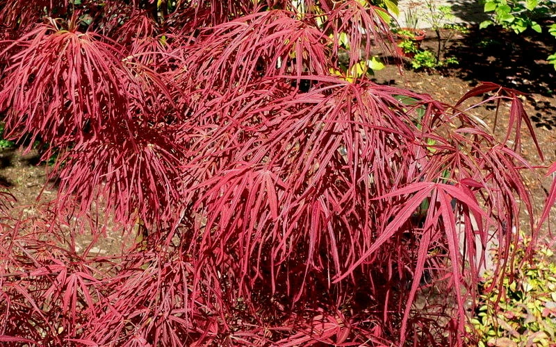 Villa Taranto Japanese Maple - 5 Gallon Pot - Image 7