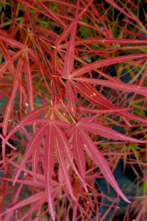 Villa Taranto Japanese Maple - 5 Gallon Pot - Image 5