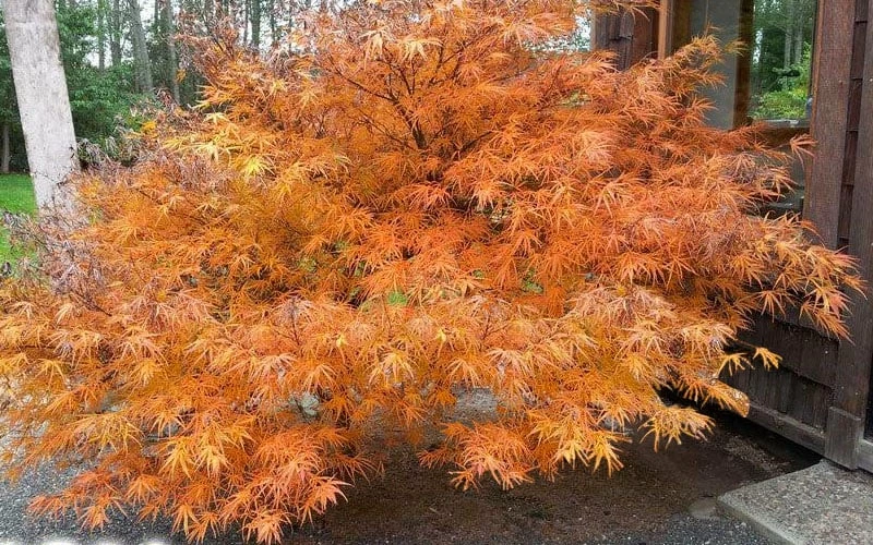 Villa Taranto Japanese Maple - 5 Gallon Pot - Image 6
